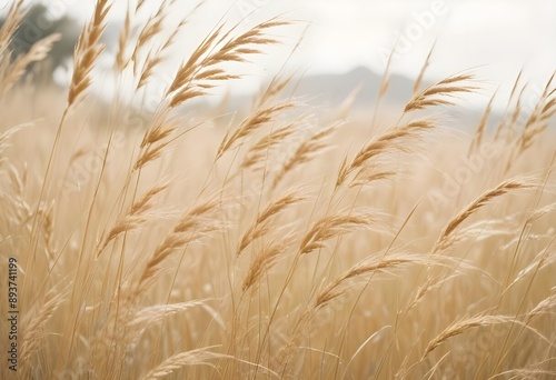 Pampas grass outdoor in light pastel colors. Dry reeds boho style