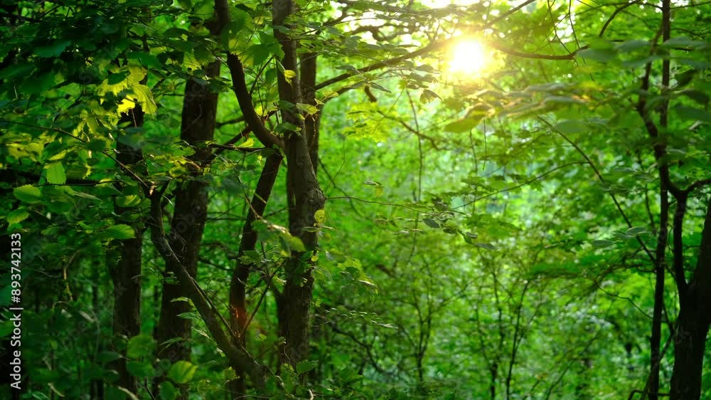 cinematic, summer beautiful green forest, travel. sunset, fresh leaves, nature ecology
