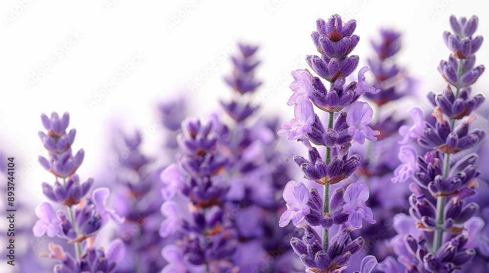 Naklejka premium Detailed close-up of vibrant lavender flowers in full bloom, showcasing their rich purple hues and delicate petals