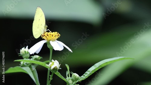Butterfly and flowers in garden.