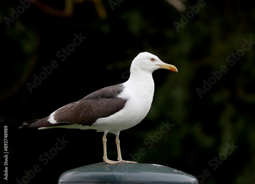 Photography Lesser black-backed gull