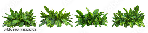 Four clusters of green plants with large leaves are isolated on a white background