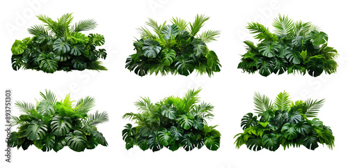 A collection of six tropical plants with large, green leaves isolated on a white background