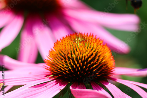 Rudbeckia are commonly called coneflowers and black-eyed-susans; all are native to North America and many species are cultivated in gardens for their showy yellow or gold  flower
