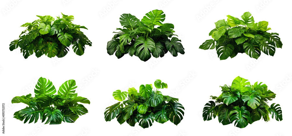 Obraz premium Six green monstera deliciosa plants are isolated on a white background. The plants are arranged in rows of three