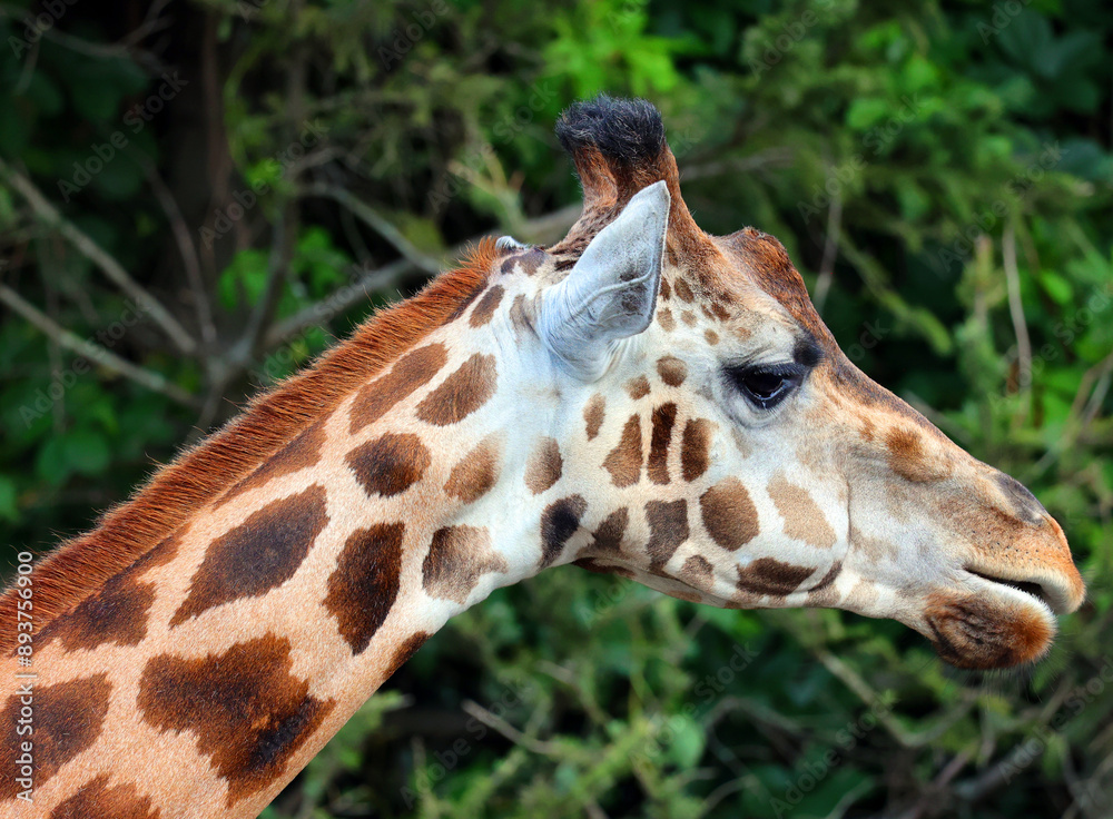 The giraffe (Giraffa camelopardalis) is an African even-toed ungulate mammal, the tallest of all extant land-living animal species, and the largest ruminant. The giraffe (Giraffa camelopardalis) is an African even-toed ungulate mammal, the tallest of all extant land-living animal species, and the largest ruminant.