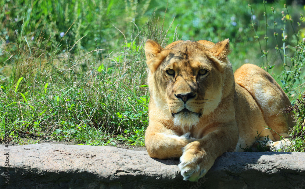 Naklejka premium Lion is one of the four big cats in the genus Panthera, and a member of the family Felidae. With some males exceeding 250 kg (550 lb) in weight, it is the second-largest living cat after the tiger