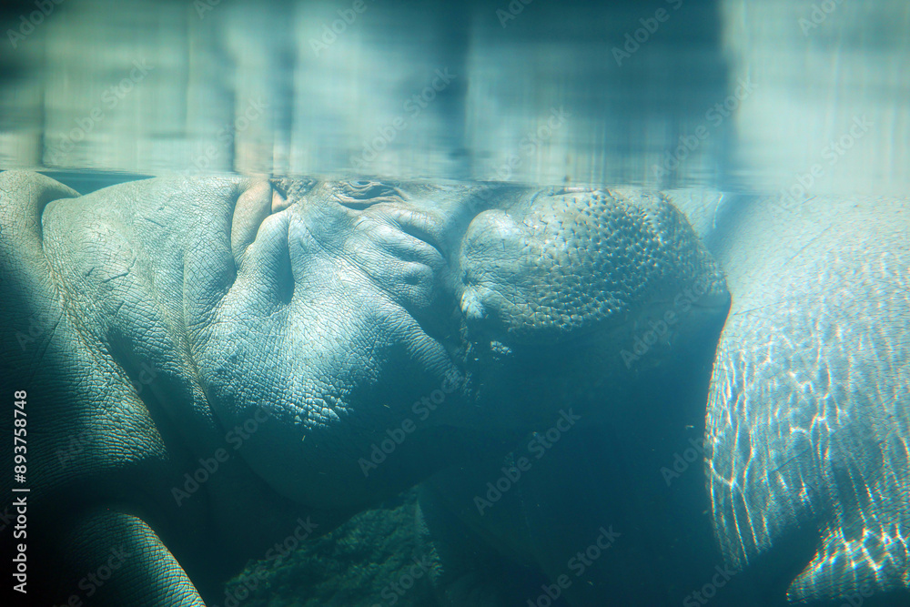 Fototapeta premium Under water hippopotamus (Hippopotamus amphibius), or hippo, from the ancient Greek for
