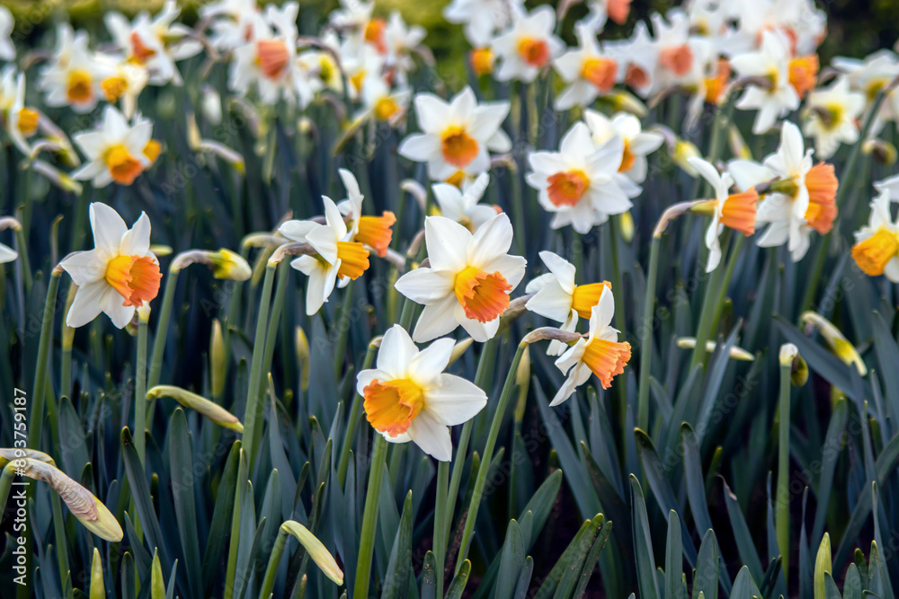 Fototapeta premium Selective close up view of the red white colored bloom daffodils and green stalks