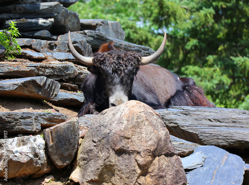 The yak is a long-haired bovid found throughout the Himalayan region of south Central Asia, the Tibetan Plateau and as far north as Mongolia and Russia.  photo