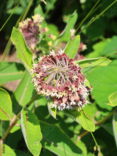 Asclepias is a genus of herbaceous, perennial, flowering plants known as milkweeds, named for their latex, a milky substance containing cardiac glycosides termed cardenolides