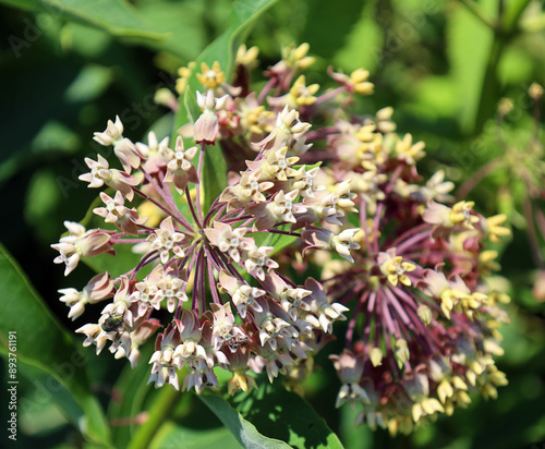 Asclepias is a genus of herbaceous, perennial, flowering plants known as milkweeds, named for their latex, a milky substance containing cardiac glycosides termed cardenolides photo