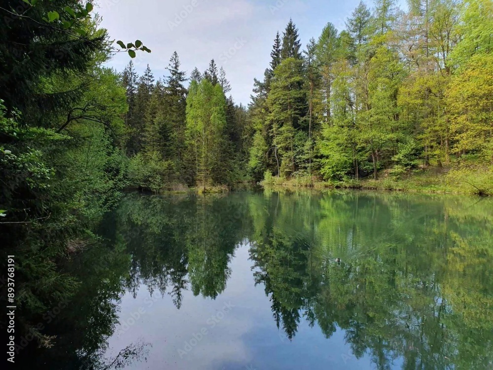 lake in the forest lake in the forest