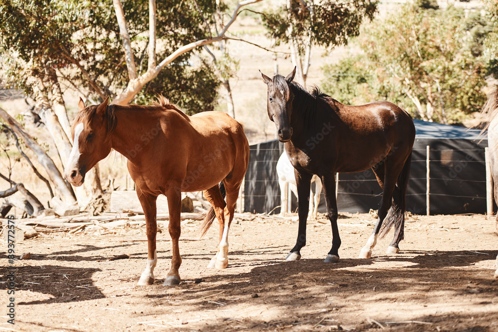 Horses, ranch or farm by fence in nature for development, livestock and sustainability in summer. Equine animal, pet and together with health in environment, countryside or sunshine on field in Texas Horses, ranch or farm by fence in nature for development, livestock and sustainability in summer. Equine animal, pet and together with health in environment, countryside or sunshine on field in Texas