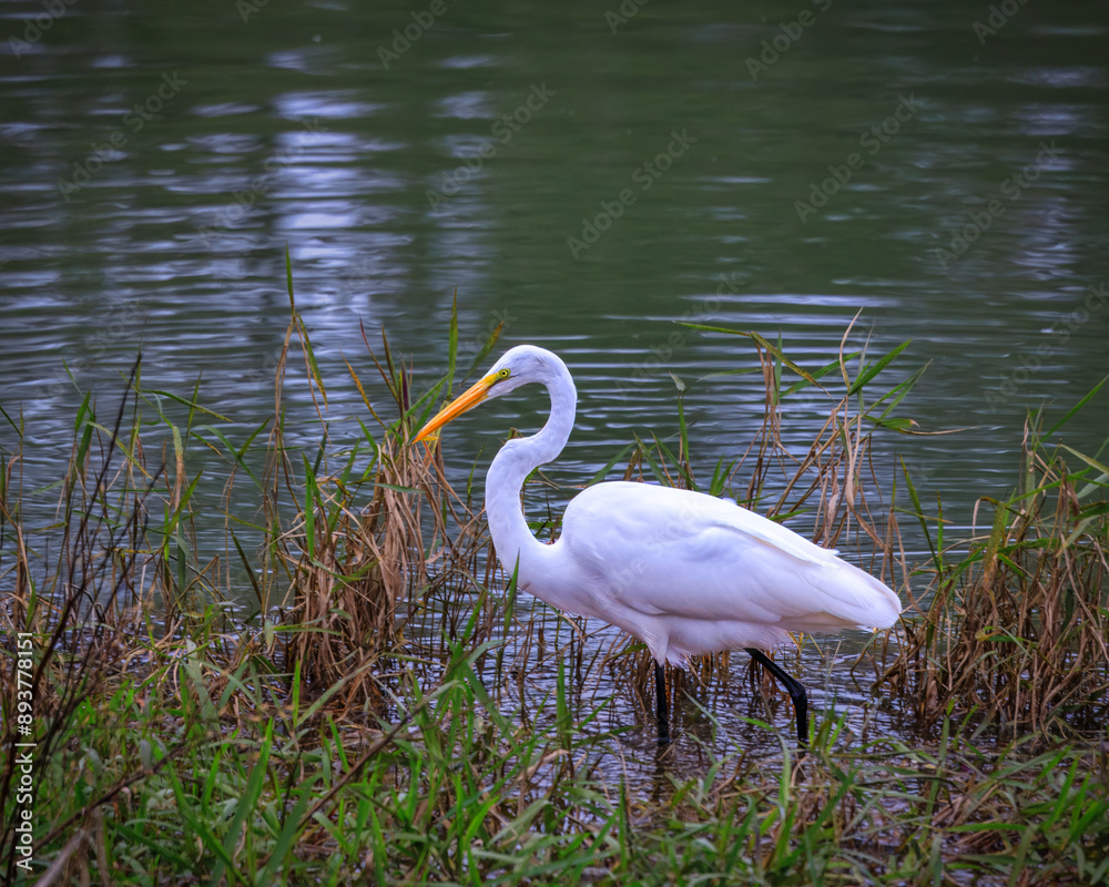 Naklejka premium Eastern Great Egret near a river
