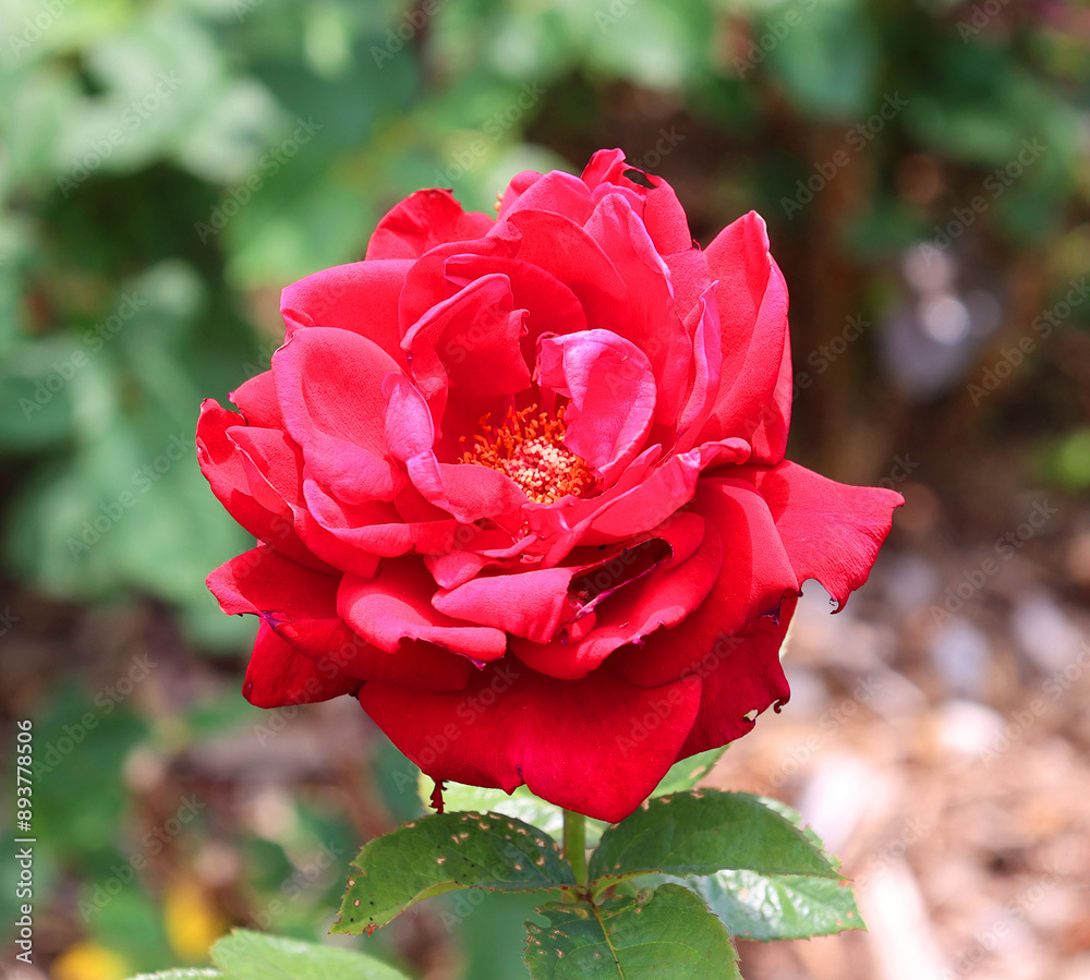 A rose is a woody perennial flowering plant of the genus Rosa, in the family Rosaceae, or the flower it bears. There are over a hundred species and thousands of cultivars. A rose is a woody perennial flowering plant of the genus Rosa, in the family Rosaceae, or the flower it bears. There are over a hundred species and thousands of cultivars.