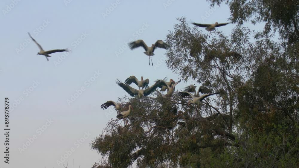 White Storks land to roost on migration, Hula Vallee, Israel White Storks land to roost on migration, Hula Vallee, Israel