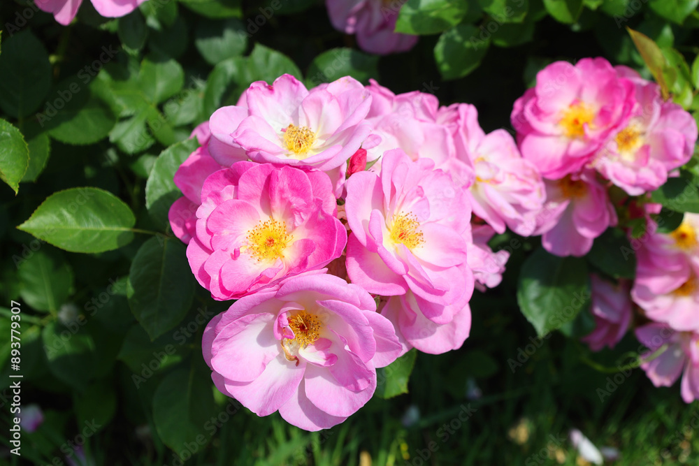 A rose is a woody perennial flowering plant of the genus Rosa, in the family Rosaceae, or the flower it bears. There are over a hundred species and thousands of cultivars. A rose is a woody perennial flowering plant of the genus Rosa, in the family Rosaceae, or the flower it bears. There are over a hundred species and thousands of cultivars.