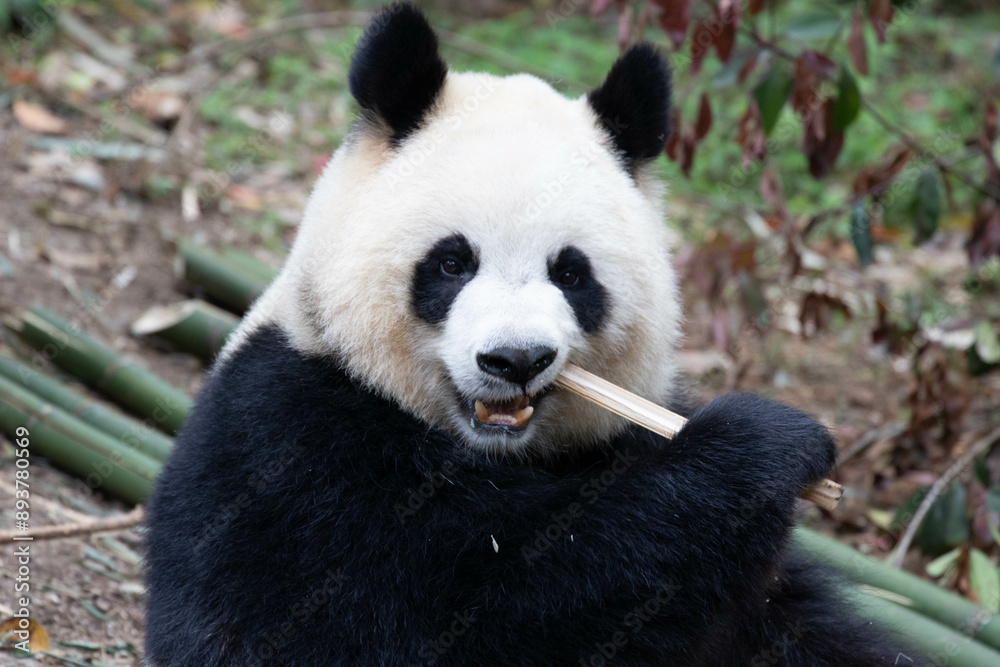 Close up Female Panda , Yuan Run, Chengdu , China Close up Female Panda , Yuan Run, Chengdu , China