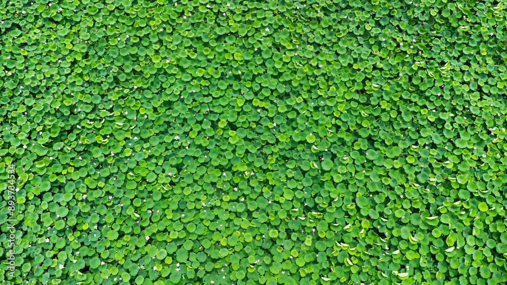 Aerial top view of lotus field. Lotus leaves in the lake. Wooden trail among saturated green lotus field with vibrant pink colors.lotus background. Aerial top view of lotus field. Lotus leaves in the lake. Wooden trail among saturated green lotus field with vibrant pink colors.lotus background.
