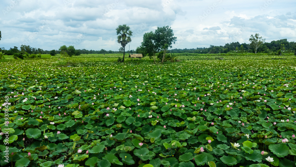 The view of lotus flowers with blooming and unopended buds in the pond.Aerial top view of lotus field. The view of lotus flowers with blooming and unopended buds in the pond.Aerial top view of lotus field.