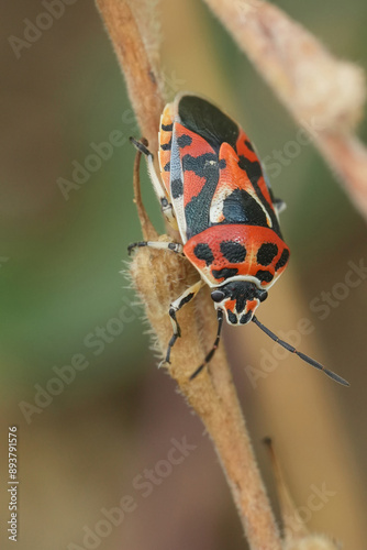 Closeup on a colorfull bright red and white European Eurydema ornata shieldbug, crawling on a twig photo
