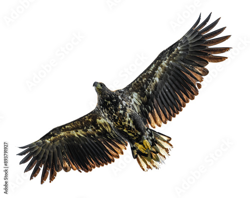 juvenile white-tailed eagle (Haliaeetus albicilla) in flight