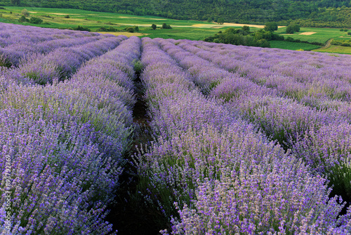 Wallpaper Mural Lavender field, rows of lavender in bloom, in June, in Mures County, Romania.  Torontodigital.ca