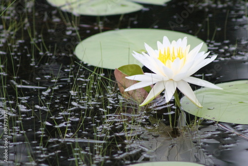 white water lily