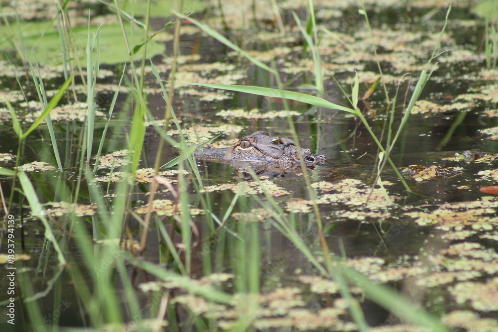 Alligator in the pond Alligator in the pond