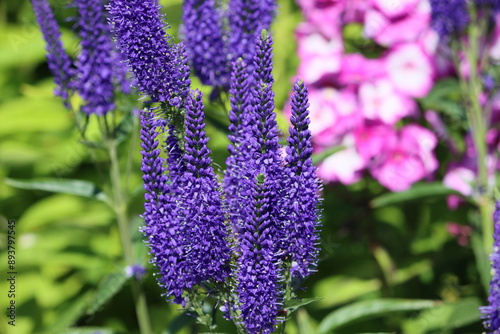 Sweden. Veronica spicata (spiked speedwell; syn. Pseudolysimachion spicatum) is a species of flowering plant in the family Plantaginaceae.  photo