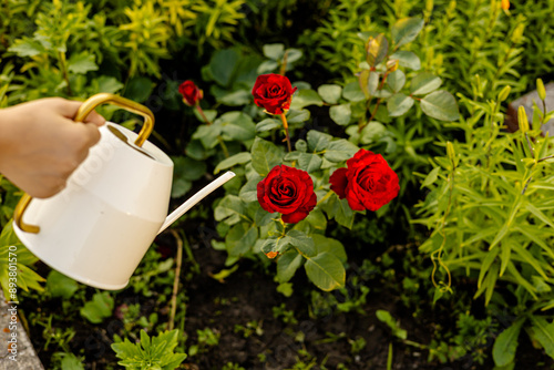 Fototapeta Naklejka Na Ścianę i Meble -  A hand holds a white metal watering pot is going to water red roses in the garden Gardener watering roses flowers with watering can. Summer garden work.