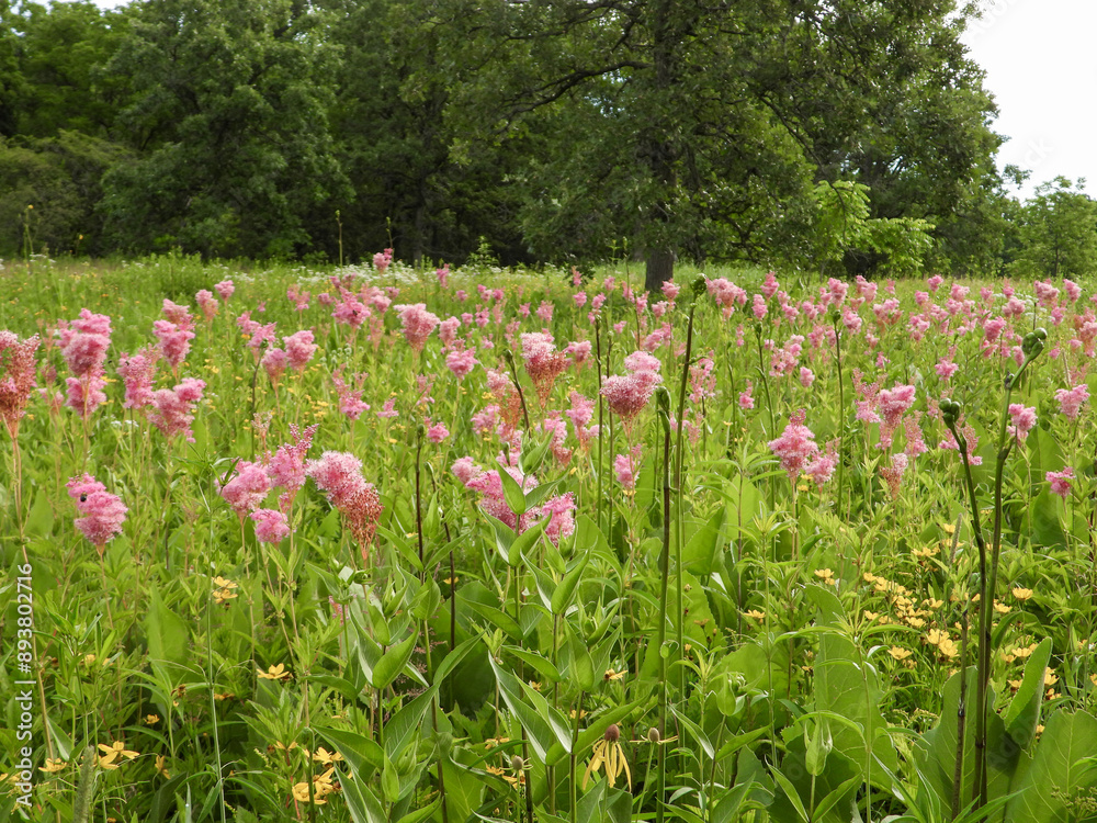 Filipendula rubra - Queen of the Prairie - Native North American Wildflower - Pink Blooming Flower Filipendula rubra - Queen of the Prairie - Native North American Wildflower - Pink Blooming Flower