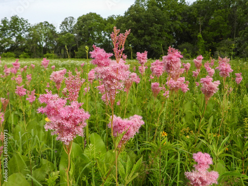 Filipendula rubra - Queen of the Prairie - Native North American Wildflower - Pink Blooming Flower