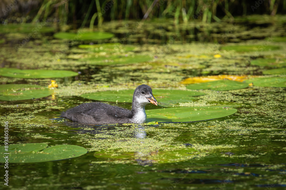 Eurasian coot (Fulica atra) chick swims in a pond overgrown with aquatic vegetation Eurasian coot (Fulica atra) chick swims in a pond overgrown with aquatic vegetation