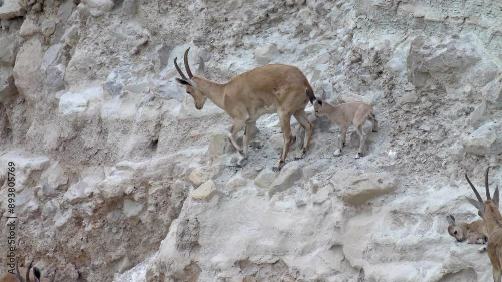 Nubian Ibex mother and fawn, Ein gedi, Israel Nubian Ibex mother and fawn, Ein gedi, Israel