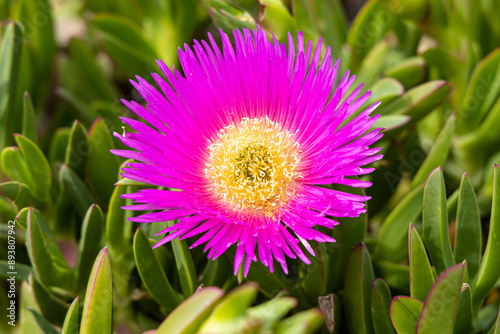 Red flowers Carpobrotus with green leaves grows in a garden in summer