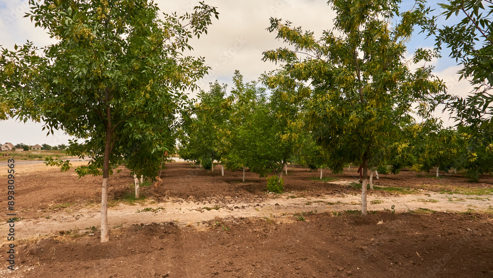 Fototapeta premium landscape in rural areas in Ukraine