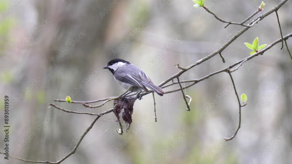 Chickadee standing on a branch, USA Chickadee standing on a branch, USA