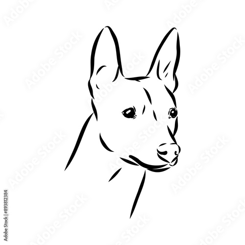 American naked Terrier an American hairless terrier dog American naked terrier vector sketch