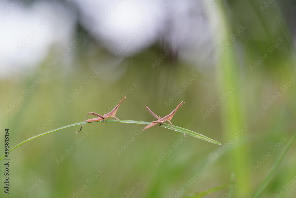 Fototapeta premium Locusts are one of the insect pests.