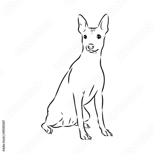 American naked Terrier an American hairless terrier dog American naked terrier vector sketch
