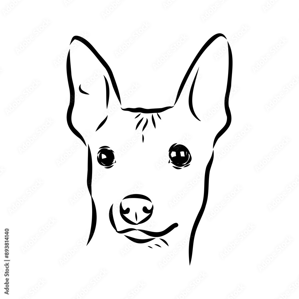 American naked Terrier an American hairless terrier dog American naked terrier vector sketch American naked Terrier an American hairless terrier dog American naked terrier vector sketch