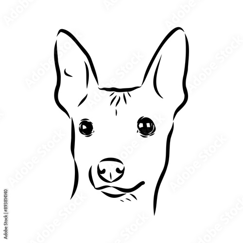 American naked Terrier an American hairless terrier dog American naked terrier vector sketch