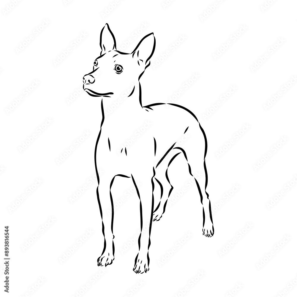 American naked Terrier an American hairless terrier dog American naked terrier vector sketch American naked Terrier an American hairless terrier dog American naked terrier vector sketch