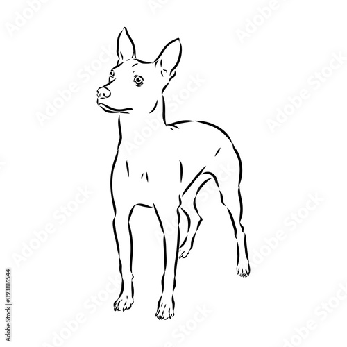 American naked Terrier an American hairless terrier dog American naked terrier vector sketch