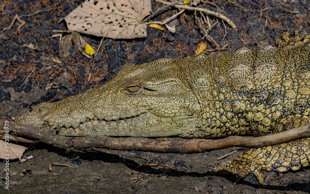 Obraz premium St. Lucia Estuary, South Africa