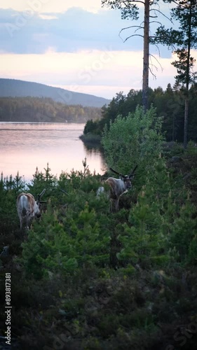 Lake in the mountains and deers