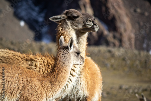 guanaco with a baby