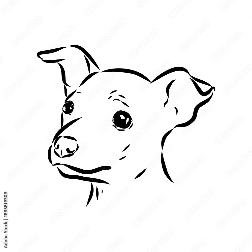 Obraz premium American naked Terrier an American hairless terrier dog American naked terrier vector sketch